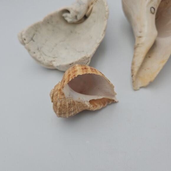 Lot Of Three Natural Sea Shells - Picture 4 of 8